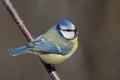 Bluetit Royalty Free Stock Photo