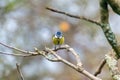 Bluetit staring at the camera Royalty Free Stock Photo