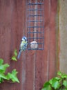 Bluetit bird on a birdfeeder Royalty Free Stock Photo