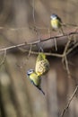 Bluetit bird on a chuck piston Royalty Free Stock Photo