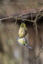 Bluetit bird on a chuck piston Royalty Free Stock Photo