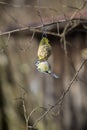 Bluetit bird on a chuck piston Royalty Free Stock Photo