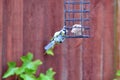 Bluetit bird hanging on a birdfeeder