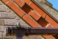Bluetit bird perched on housing guttering Royalty Free Stock Photo