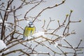 Bluetit bird in winter Royalty Free Stock Photo