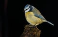 Bluetit bird. Royalty Free Stock Photo