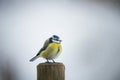 Bluetit bird in winter Royalty Free Stock Photo