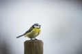 Bluetit bird in winter Royalty Free Stock Photo