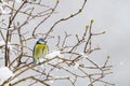 Bluetit bird in winter