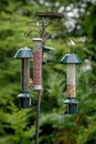 Bluetit birds on garden feeder Royalty Free Stock Photo