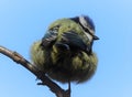 The bluetit with black closed beak and with ruffled feather on the dark brown branch.