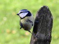 The bluetit with black closed beak sitting on the dry grey bold branch and observing nature.