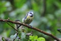 Bluetit on a branch.