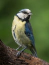 Bluetit on a branch Royalty Free Stock Photo
