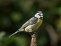 Bluetit on branch tip Royalty Free Stock Photo