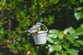 Bluetit Cyanistes caeruleus garden bird eating from suet bird feeder