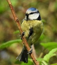 The bluetit with dark closed beak sitting on the light brown branch and observing nature from the right position.