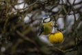 Bluetit eating apple in autumnal tree Royalty Free Stock Photo