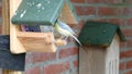 Bluetit eating peanut butter