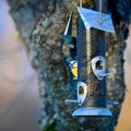 Bluetit eating a seed from birdfeeder in garden