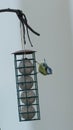 Bluetit at a feeder Royalty Free Stock Photo