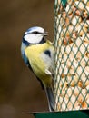 Bluetit on feeder Royalty Free Stock Photo