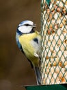 Bluetit on feeder