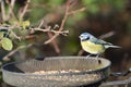 Bluetit on feeding station