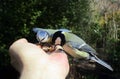 Bluetit and Greattit eating nuts from human palm