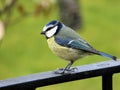 Bluetit on the rail