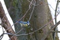 Bluetit laterally