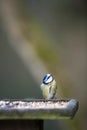 Bluetit Looking Up