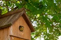 Blue tit nestling bird, cyanistes caeruleus, looking out from bird box about to fledge Royalty Free Stock Photo