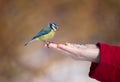 The bluetit on a palm