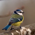 Bluetit (Parus caeruleus)