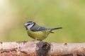 Bluetit (Parus caeruleus) Royalty Free Stock Photo