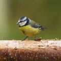 Bluetit (Parus caeruleus) Royalty Free Stock Photo