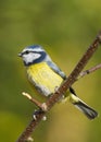 Bluetit (Parus caeruleus) Royalty Free Stock Photo