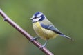 Bluetit (Parus caeruleus) Royalty Free Stock Photo