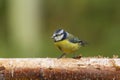 Bluetit (Parus caeruleus) Royalty Free Stock Photo