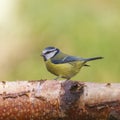 Bluetit (Parus caeruleus) Royalty Free Stock Photo