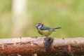 Bluetit (Parus caeruleus) Royalty Free Stock Photo