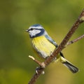 Bluetit (Parus caeruleus) Royalty Free Stock Photo