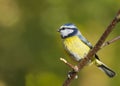 Bluetit (Parus caeruleus) Royalty Free Stock Photo