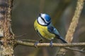 Bluetit Parus caeruleus Royalty Free Stock Photo