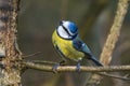 Bluetit Parus caeruleus