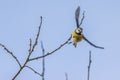 Bluetit Parus caeruleus