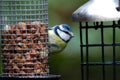 Bluetit on a peanut birdfeeder Royalty Free Stock Photo