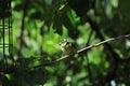 Bluetit perched on a branch.