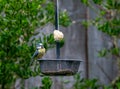 Bluetit perched on a garden feeder looking a a suet fat ball Royalty Free Stock Photo
